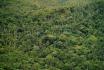 Wald bei Soroa im Westen Cubas